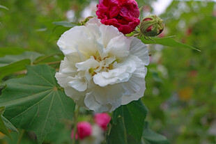 白色木芙蓉花