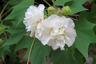 白色木芙蓉花