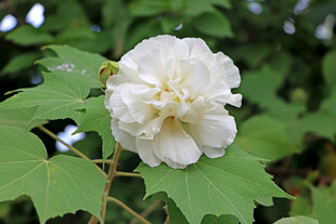 白色木芙蓉花
