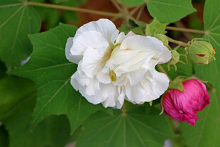 白色木芙蓉花