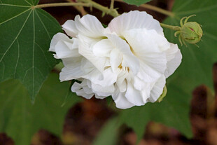 白色木芙蓉花