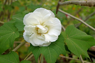 白色木芙蓉花