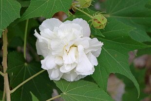 白色木芙蓉花