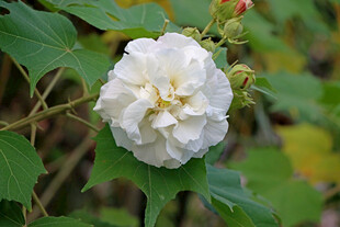 白色木芙蓉花