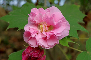 粉色木芙蓉花