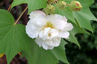 白色木芙蓉花