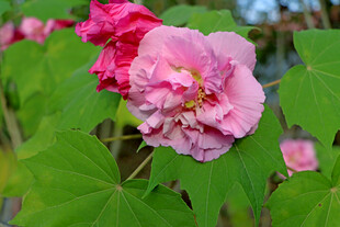 粉色木芙蓉花