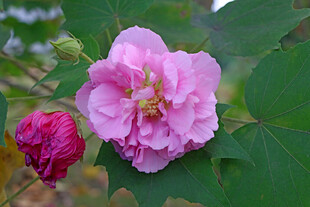 粉色木芙蓉花