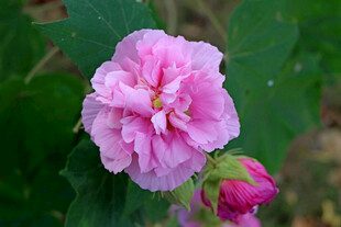 粉色木芙蓉花