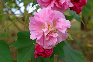 粉色木芙蓉花