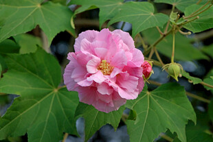 粉色木芙蓉花