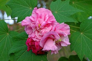 粉色木芙蓉花