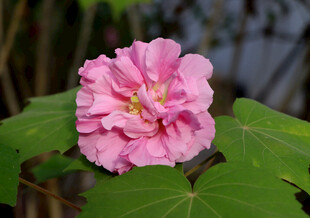 粉色木芙蓉花