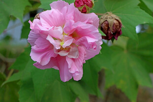 粉色木芙蓉花