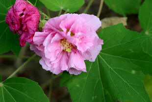 粉色木芙蓉花