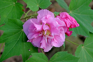 粉色木芙蓉花