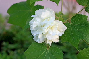 白色木芙蓉花