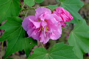 粉色木芙蓉花