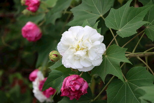 白色木芙蓉花