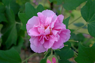粉色木芙蓉