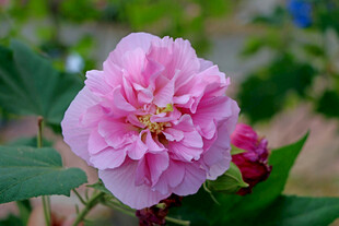 粉色木芙蓉花