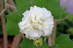 白色三角梅 白色 绿蕊 绿叶 