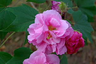 粉色木芙蓉花