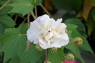 白色木芙蓉花