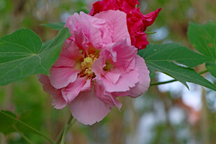 粉色木芙蓉花