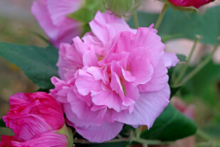 粉色木芙蓉花
