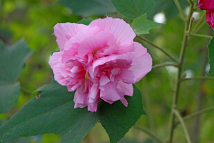 粉色木芙蓉花
