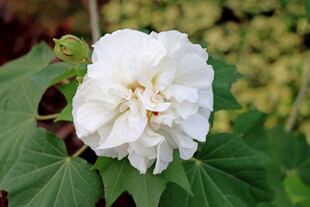 白色木芙蓉花