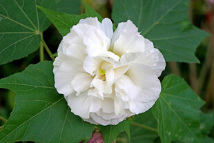 白色木芙蓉花