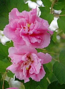两朵粉色木芙蓉花