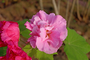 粉色木芙蓉花