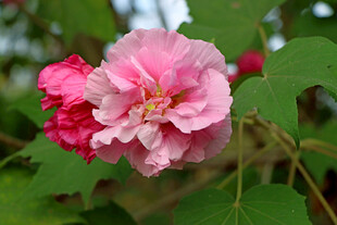粉色木芙蓉花