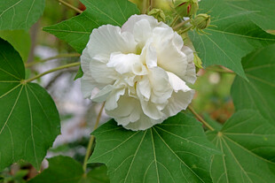 白色木芙蓉花