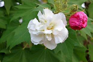 白色木芙蓉花