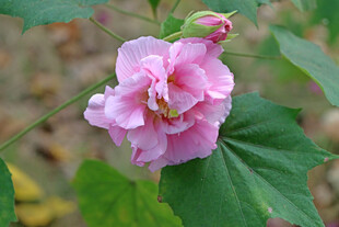 粉色木芙蓉花