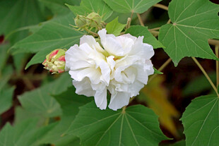 白色木芙蓉花