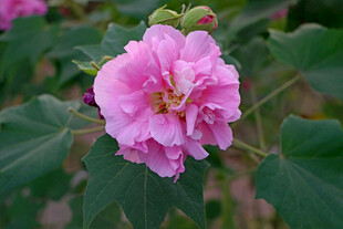 粉色木芙蓉花