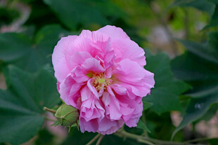 粉色木芙蓉花