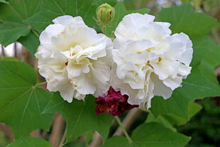 两朵白色木芙蓉花