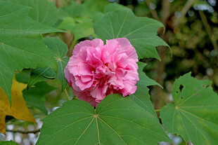 粉色木芙蓉花