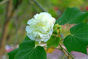 白色木芙蓉花
