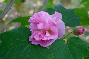 粉色木芙蓉花