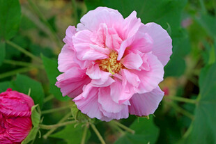 粉色木芙蓉花