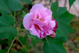 粉色木芙蓉花