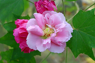 粉色木芙蓉花