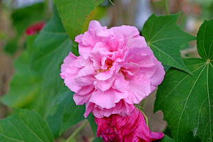 粉色木芙蓉花